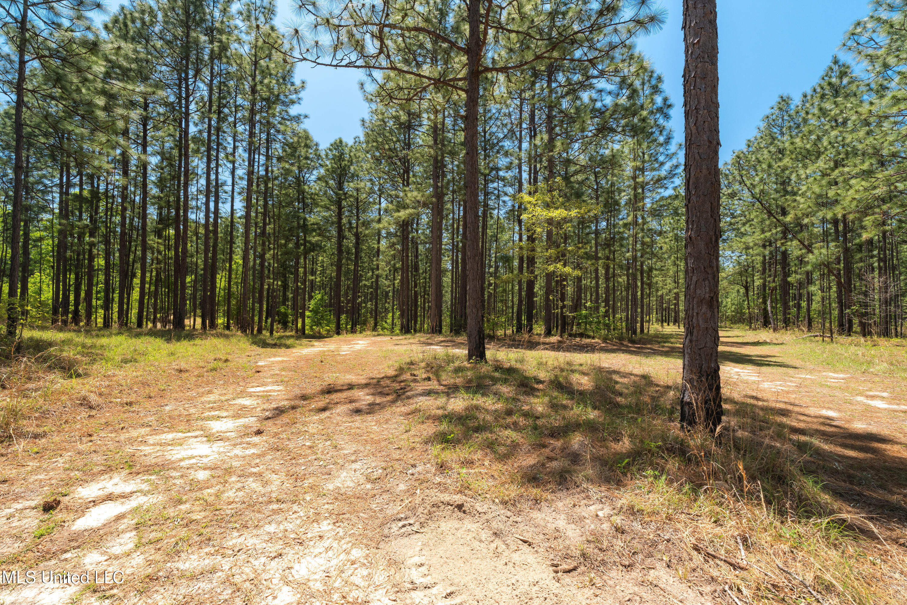 703 Purvis To Baxterville Road Purvis, MS 39475 - Photo 11 of 60 00_Purvis_To_Baxterville_Rd-11