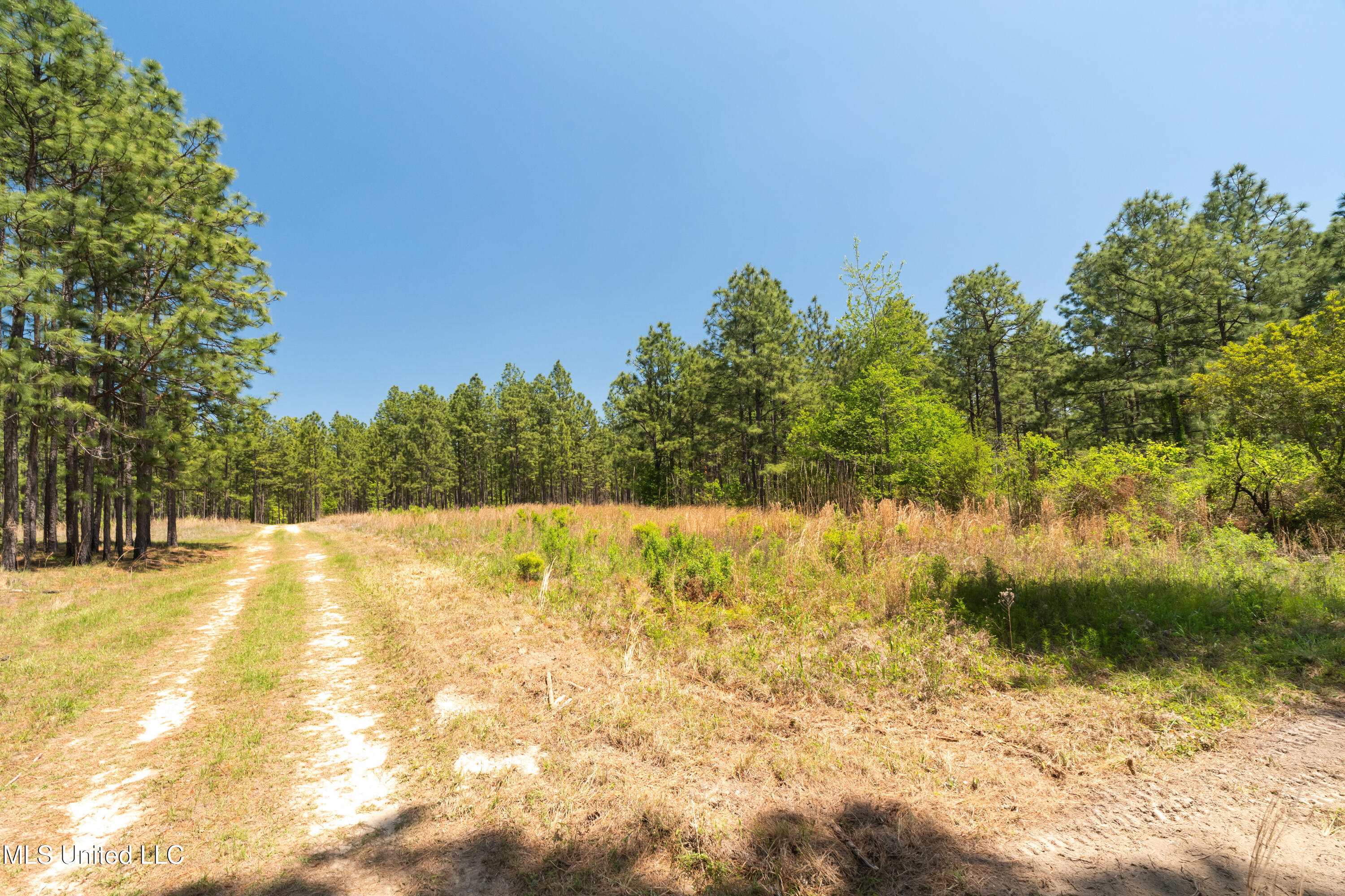 703 Purvis To Baxterville Road Purvis, MS 39475 - Photo 13 of 60 00_Purvis_To_Baxterville_Rd-13