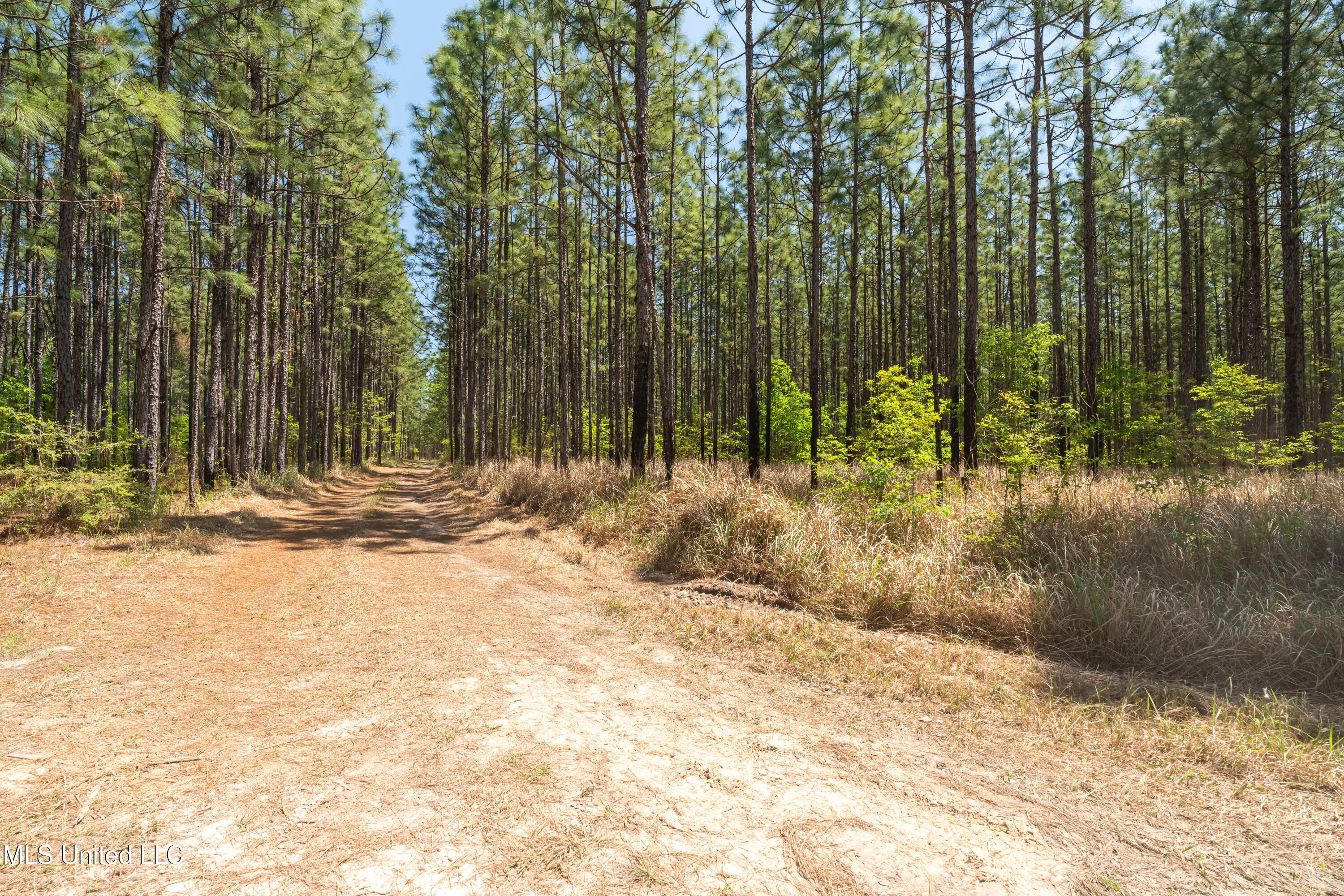 703 Purvis To Baxterville Road Purvis, MS 39475 - Photo 15 of 60 00_Purvis_To_Baxterville_Rd-15