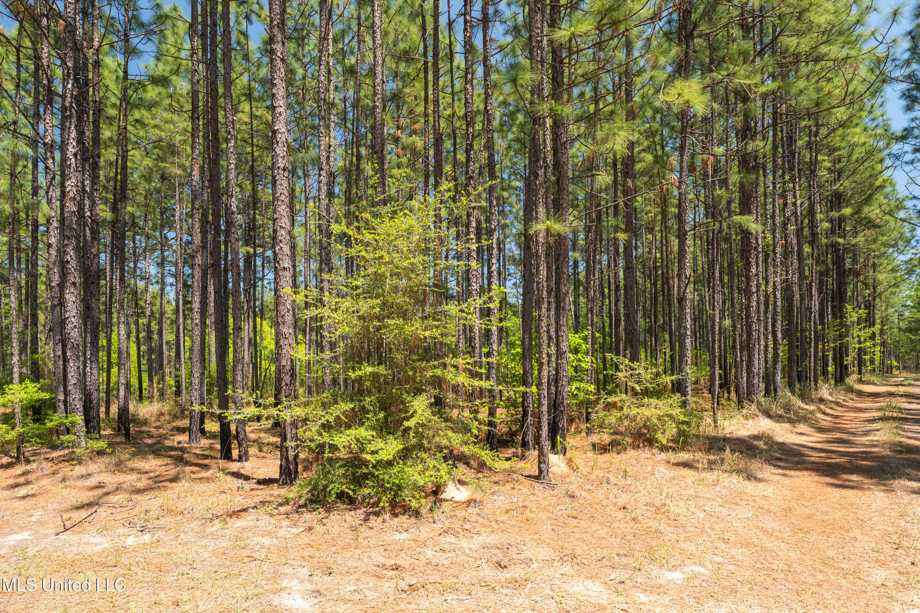 703 Purvis To Baxterville Road Purvis, MS 39475 - Photo 16 of 60 00_Purvis_To_Baxterville_Rd-16