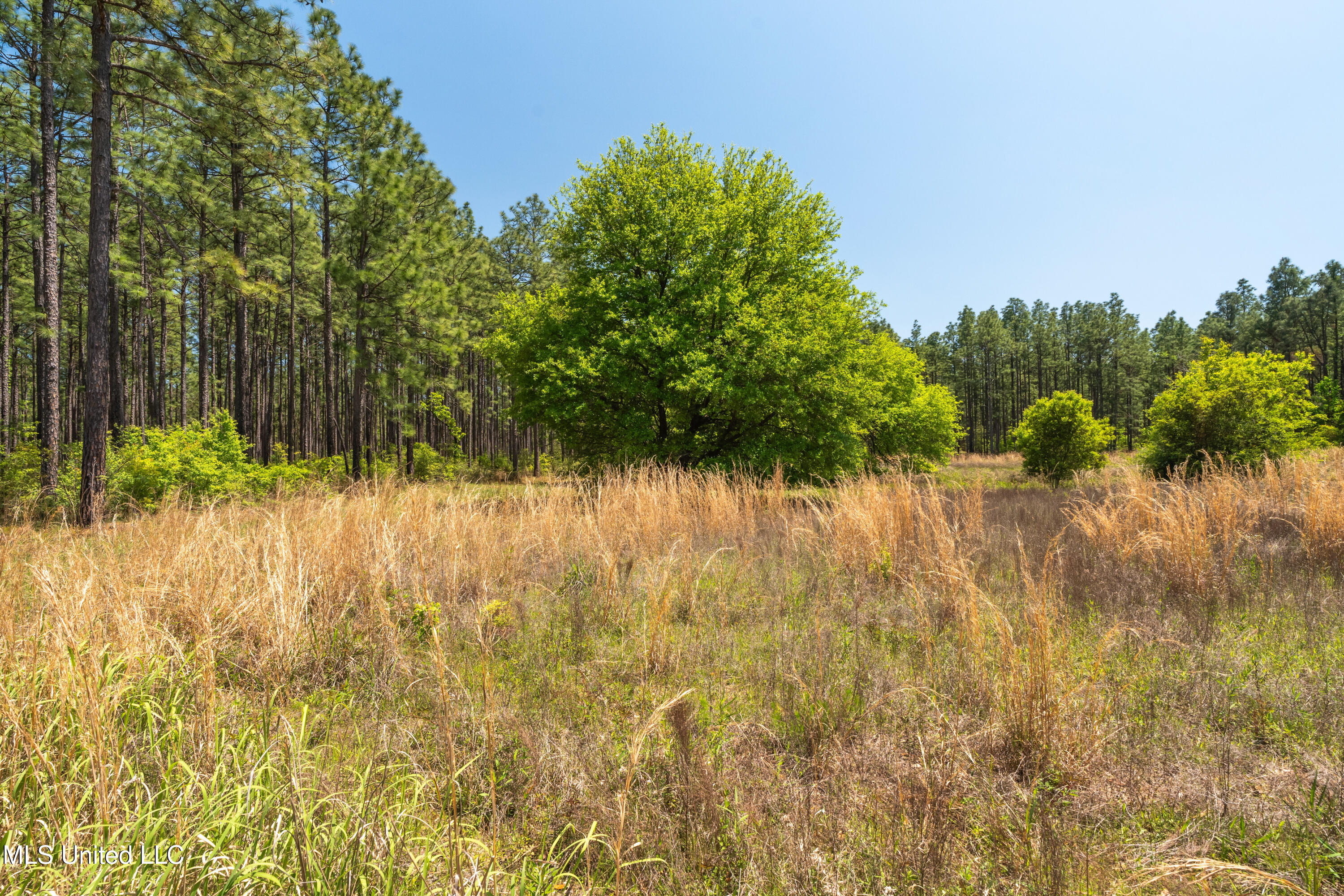 703 Purvis To Baxterville Road Purvis, MS 39475 - Photo 17 of 60 00_Purvis_To_Baxterville_Rd-17