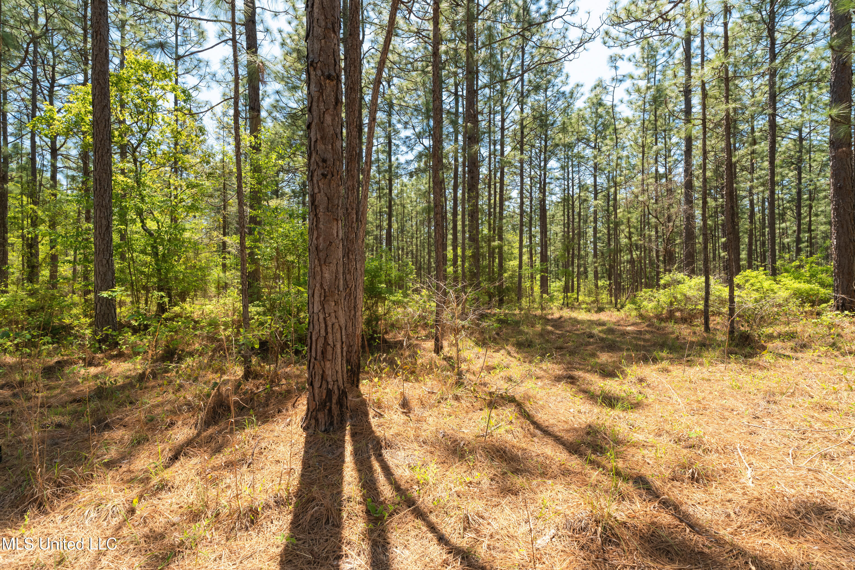 703 Purvis To Baxterville Road Purvis, MS 39475 - Photo 19 of 60 00_Purvis_To_Baxterville_Rd-19