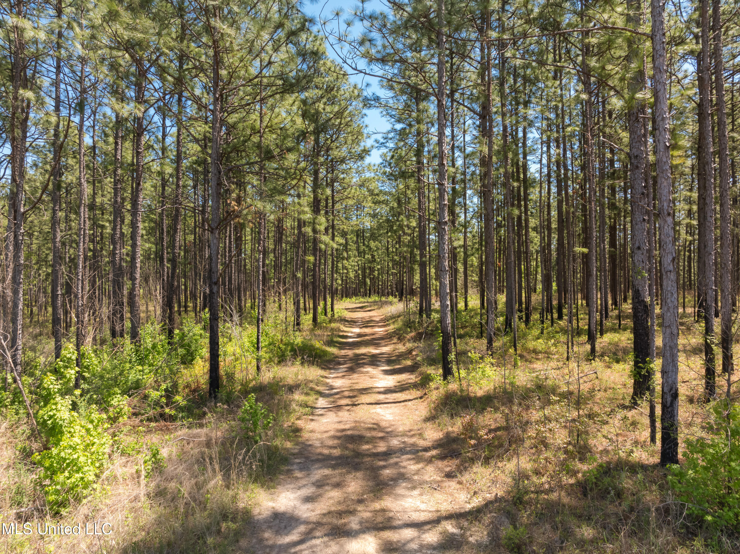 703 Purvis To Baxterville Road Purvis, MS 39475 - Photo 6 of 60 00_Purvis_To_Baxterville_Rd-6