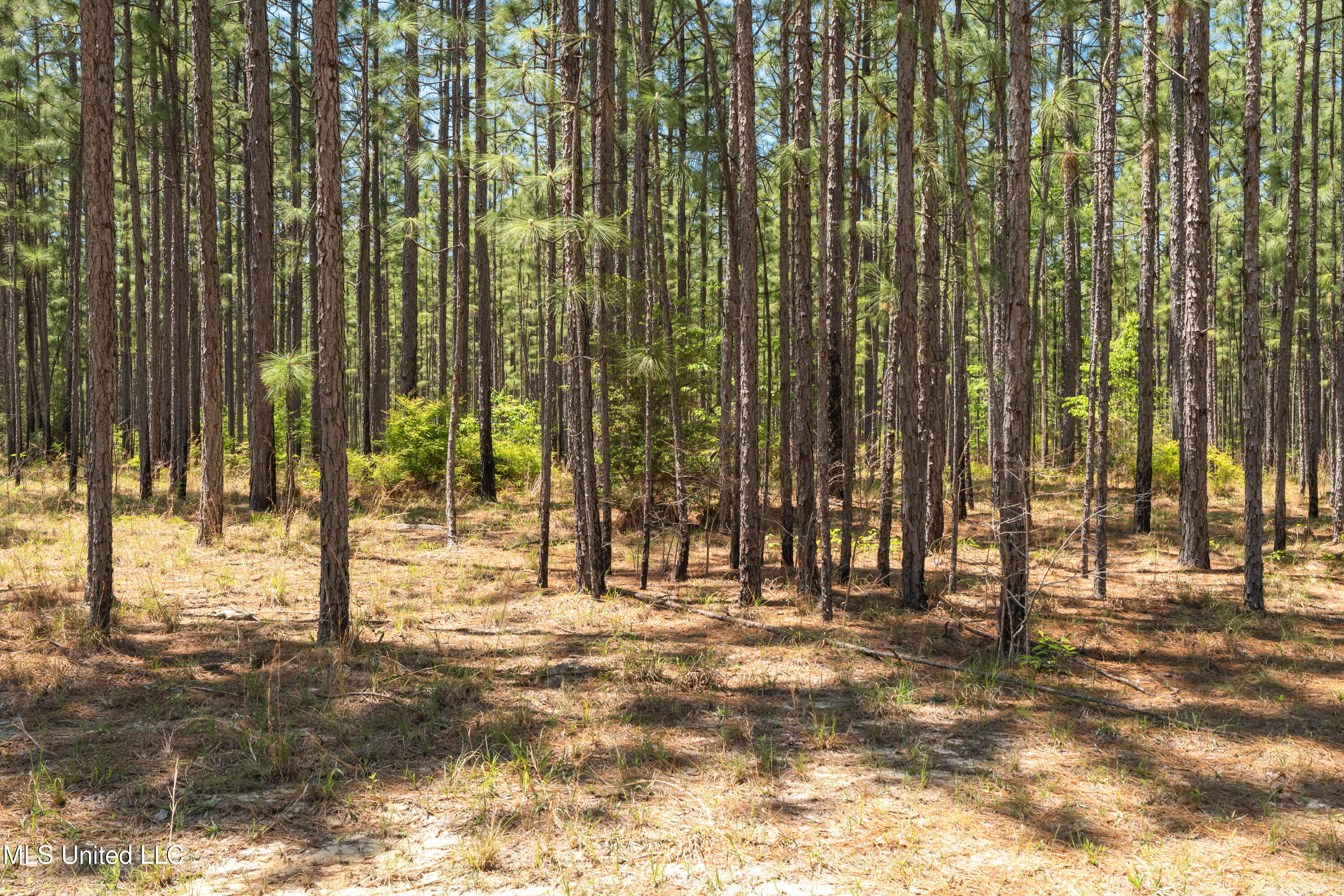 703 Purvis To Baxterville Road Purvis, MS 39475 - Photo 7 of 60 00_Purvis_To_Baxterville_Rd-7
