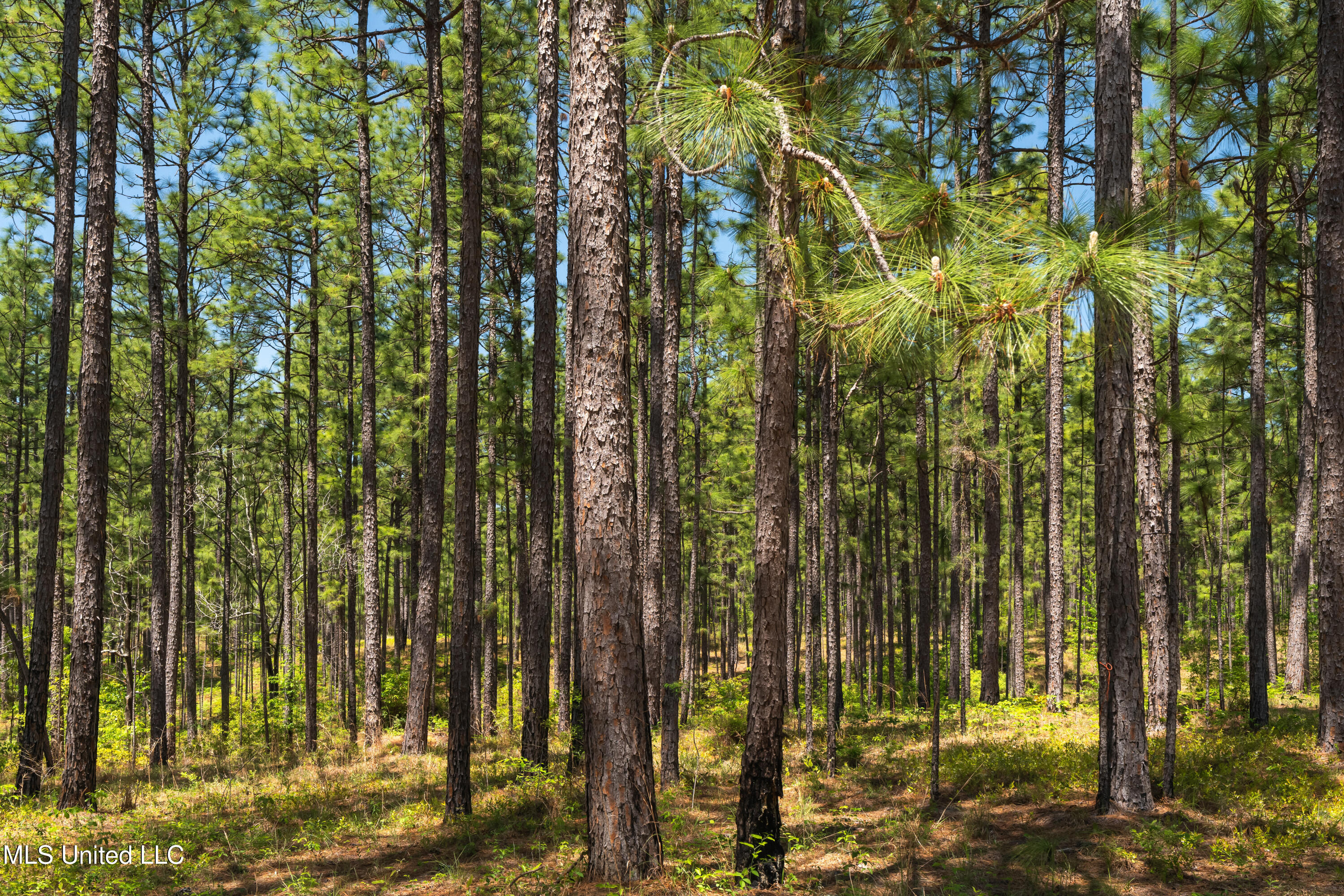 703 Purvis To Baxterville Road Purvis, MS 39475 - Photo 9 of 60 00_Purvis_To_Baxterville_Rd-9