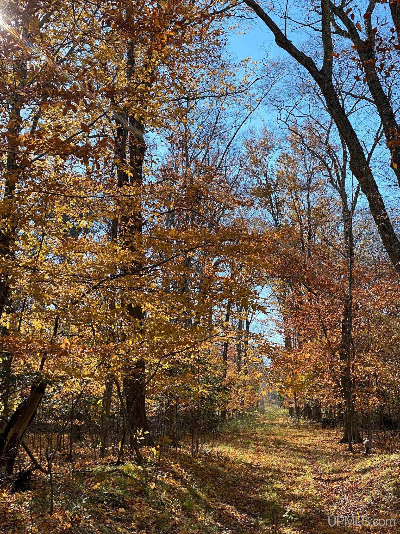 Tbd II Road Garden, MI 49835 - Photo 22 of 42