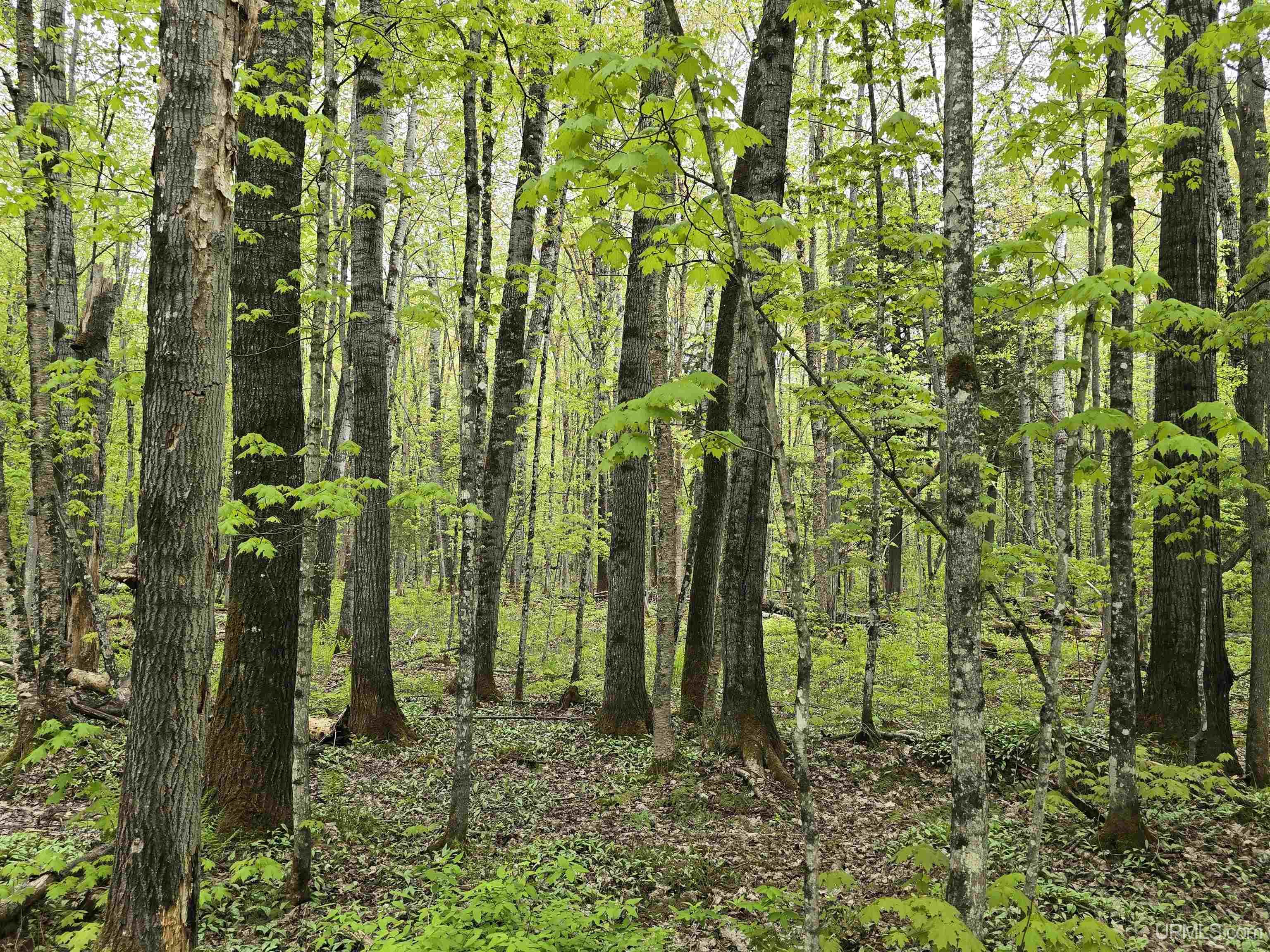 Lot 37 Yellow Road Pelkie, MI 49958 - Photo 8 of 34