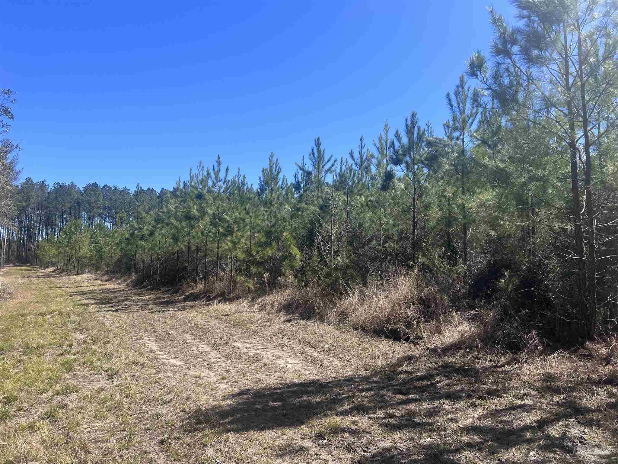 7 Robinsonville Road Atmore, AL 36502 - Photo 20 of 26 a view of a yard with a tree