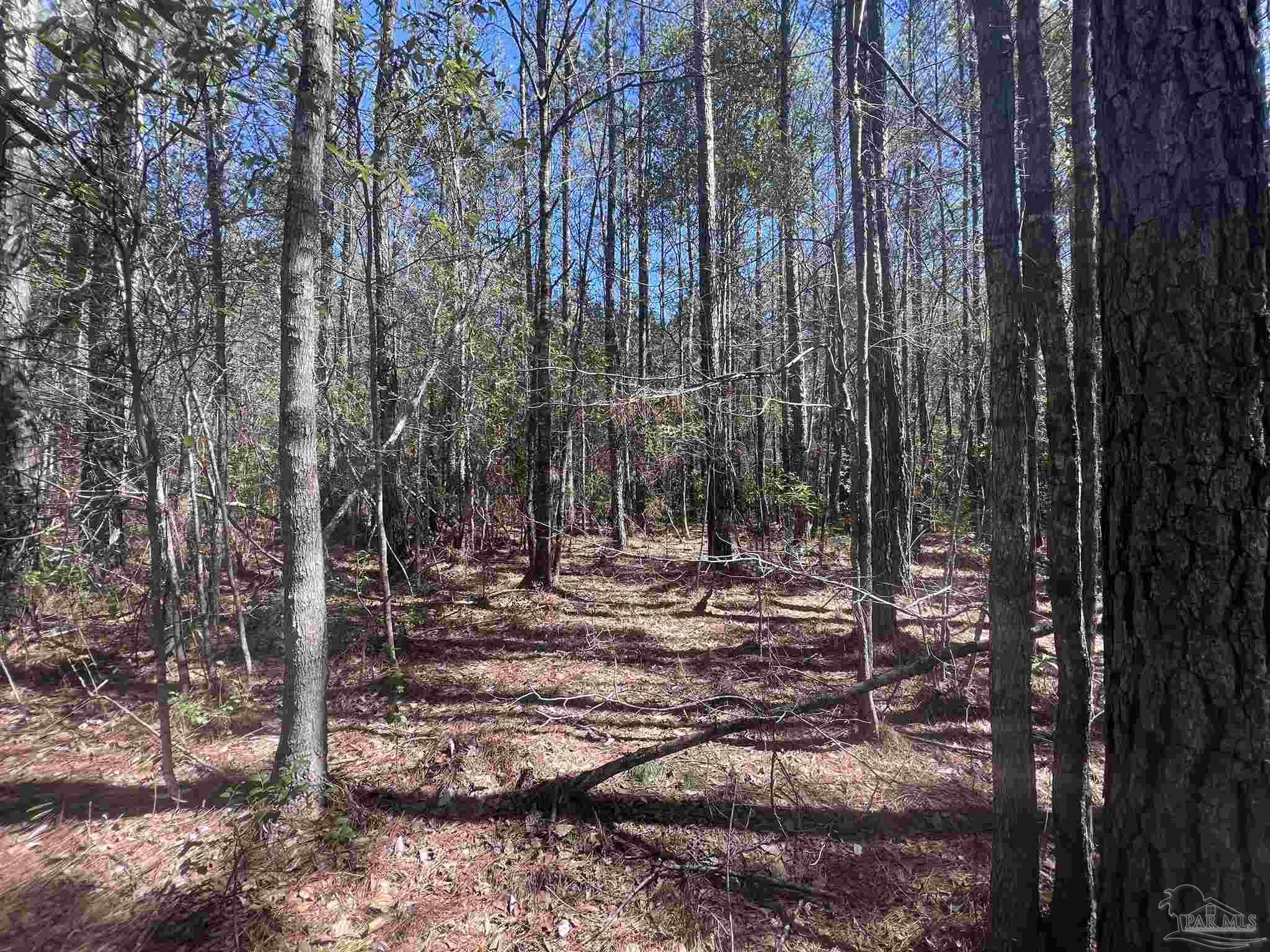 7 Robinsonville Road Atmore, AL 36502 - Photo 26 of 26 a view of a forest filled with trees