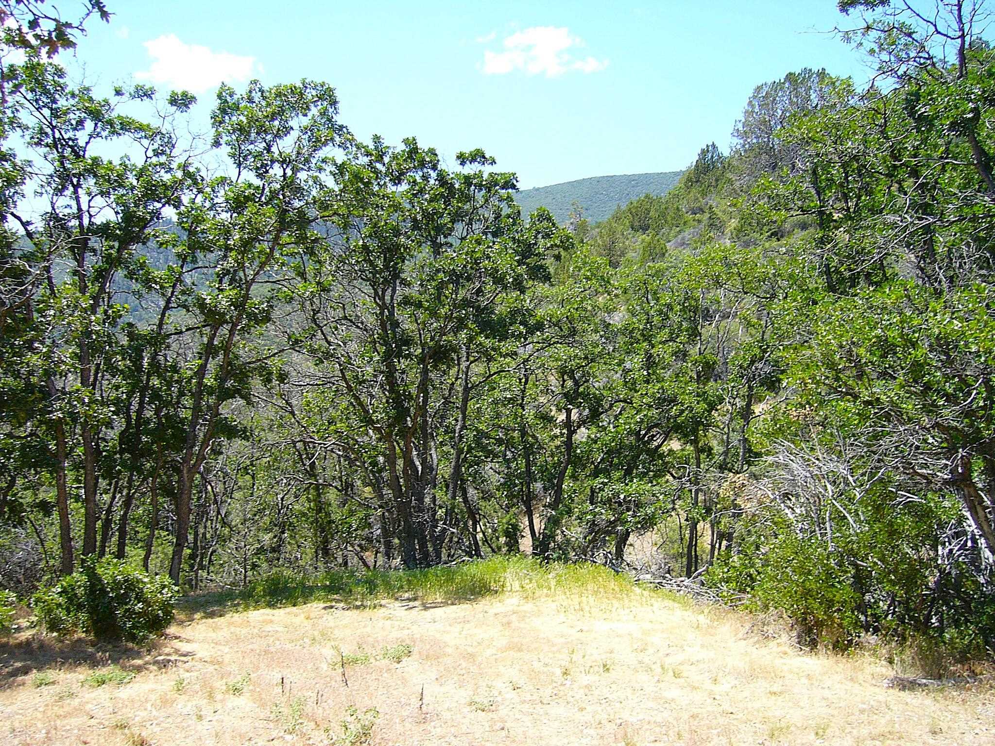40 Acres Off Scarface Road Gazelle, CA 96034 - Photo 7 of 27 Gallery Image 7