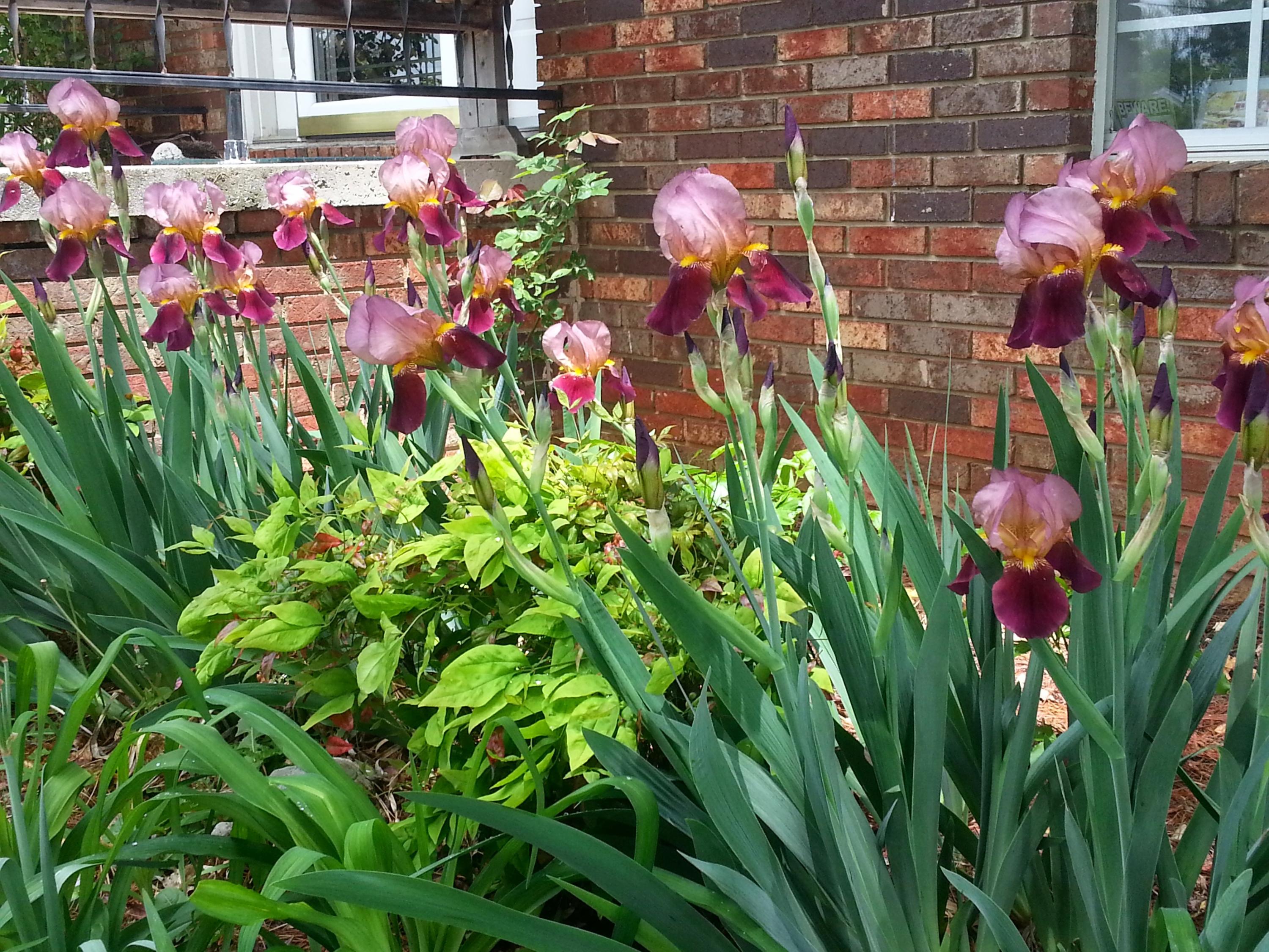 7616 Cedarcrest Road Knoxville, TN 37938 - Photo 2 of 35 Gorgeous flowers come in every year.