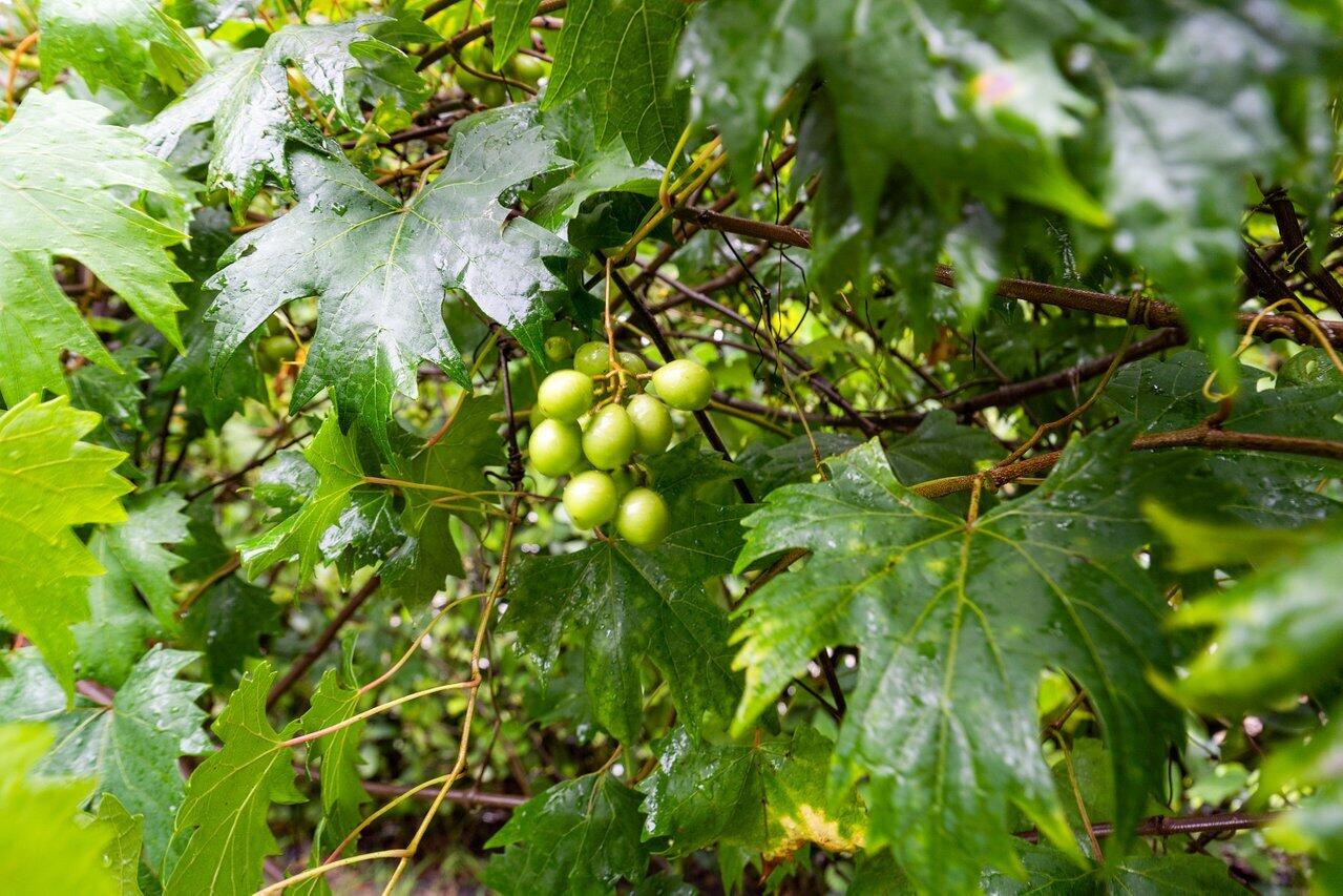 8203 Sawpine Road Delray Beach, FL 33446 - Photo 71 of 82 Muscadine Grapes