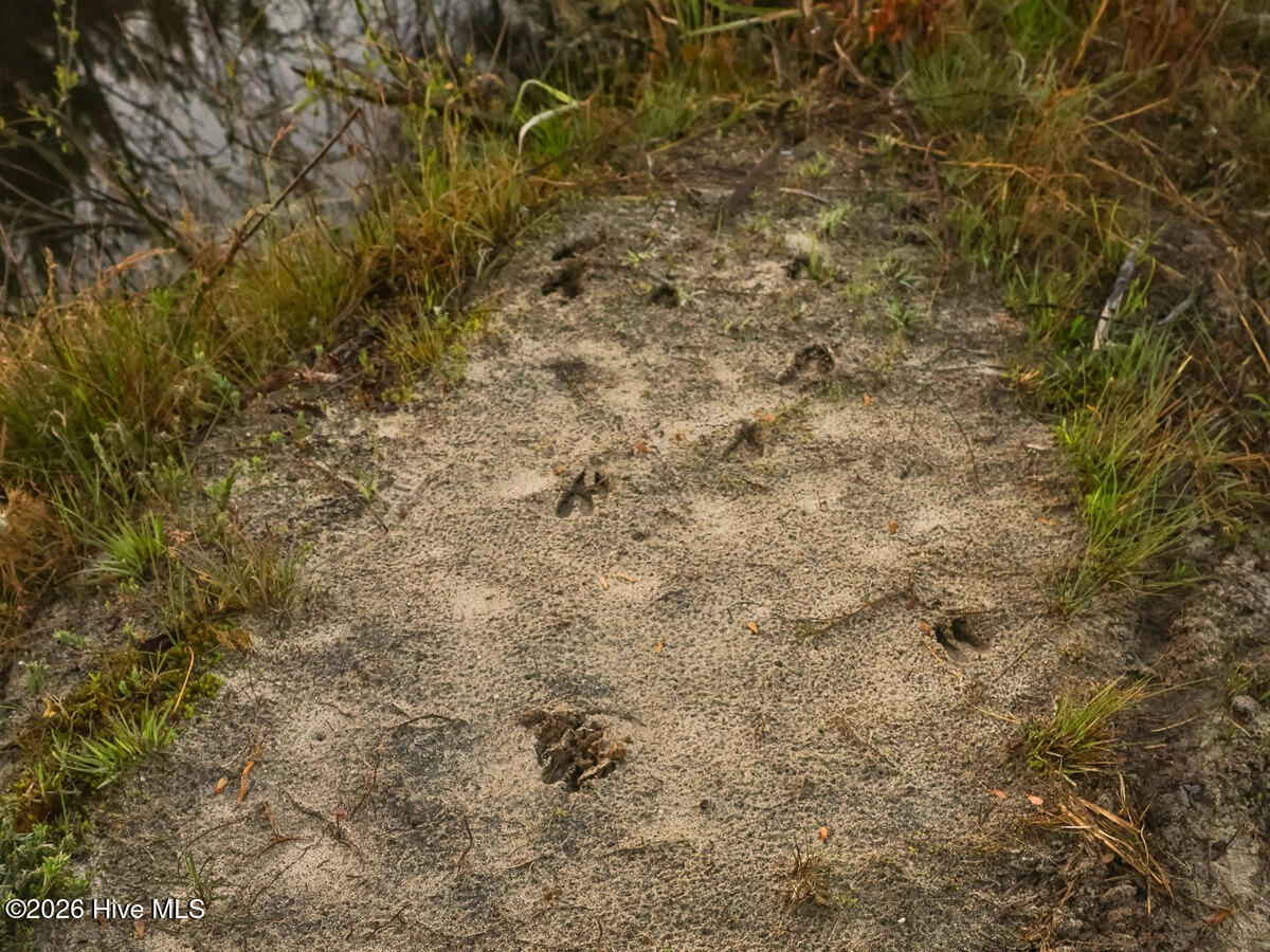 0 Durwood Evans Road Beulaville, NC 28518 - Photo 31 of 68 31. Deer Tracks