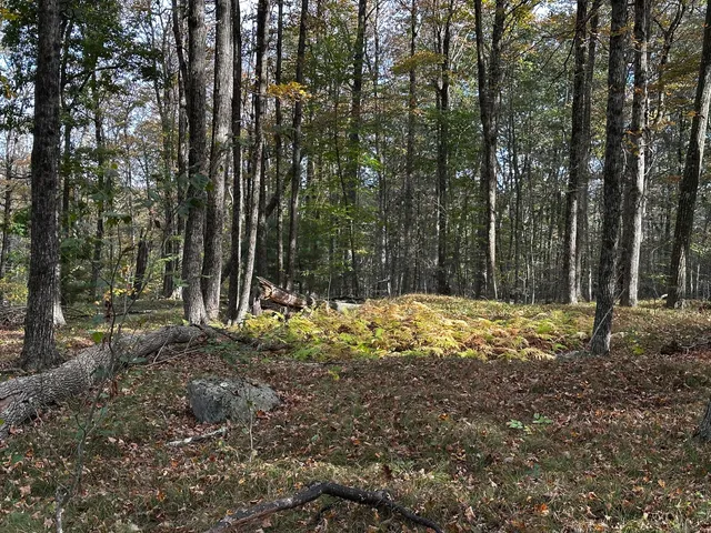 a view of a yard with trees