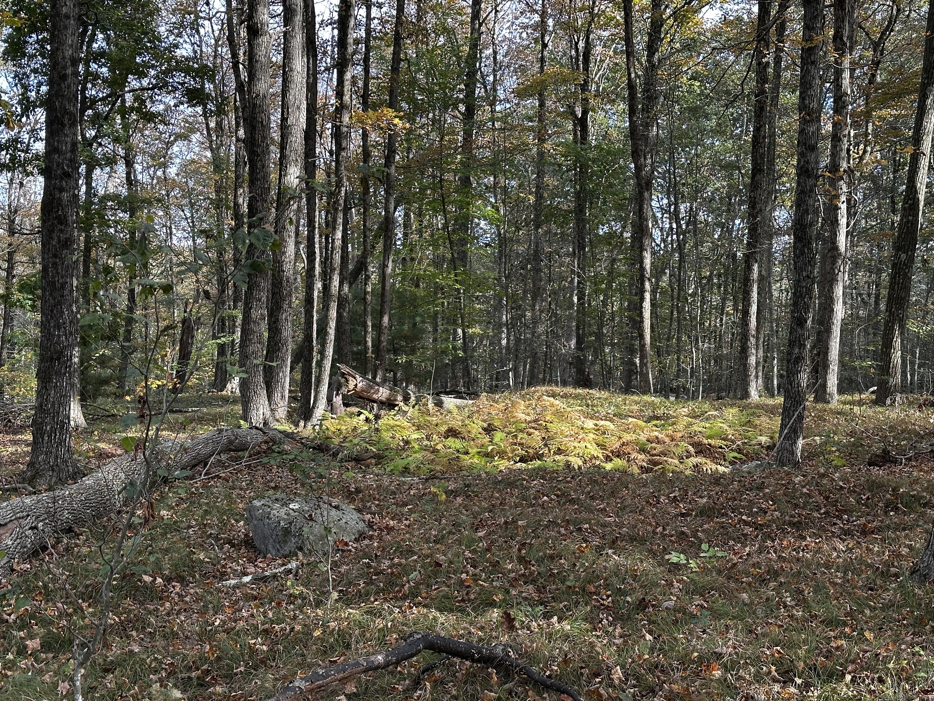 0 Norfolk Road Winsted, CT 06098 - Photo 12 of 21 a view of a yard with trees