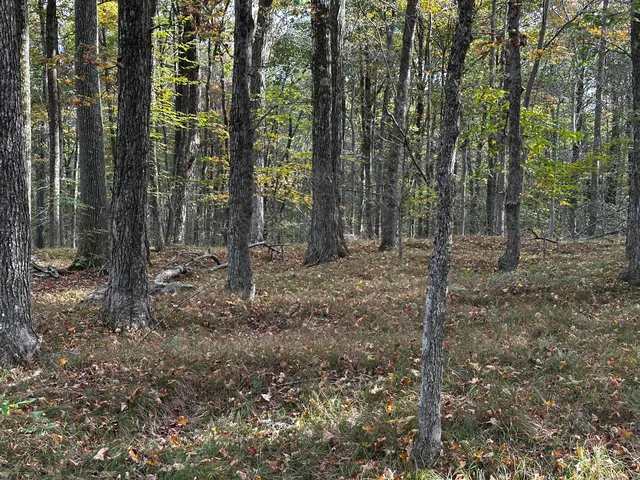 a view of a forest with trees in the background