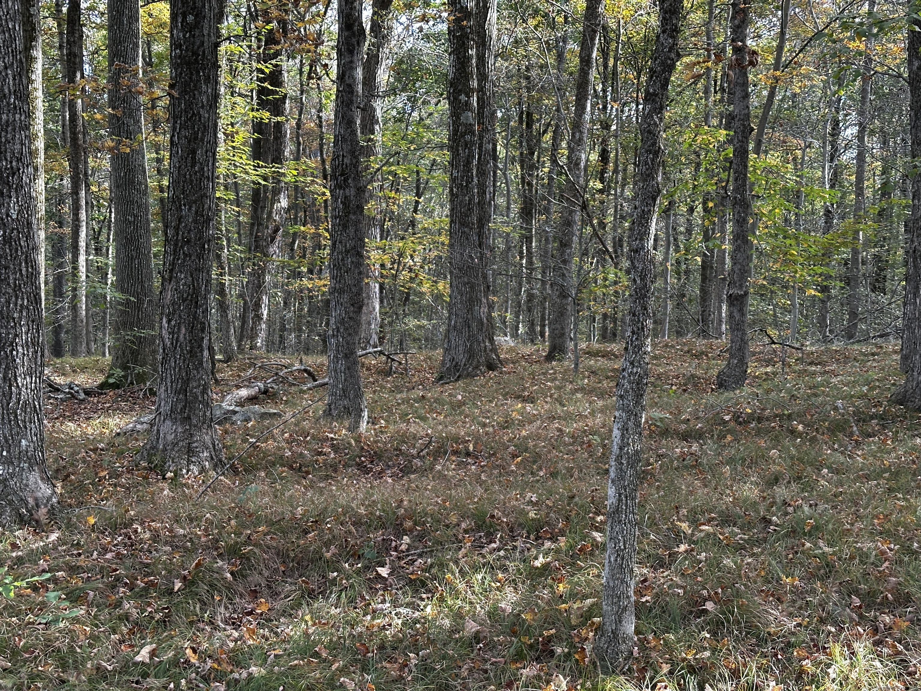 0 Norfolk Road Winsted, CT 06098 - Photo 13 of 21 a view of a forest with trees in the background