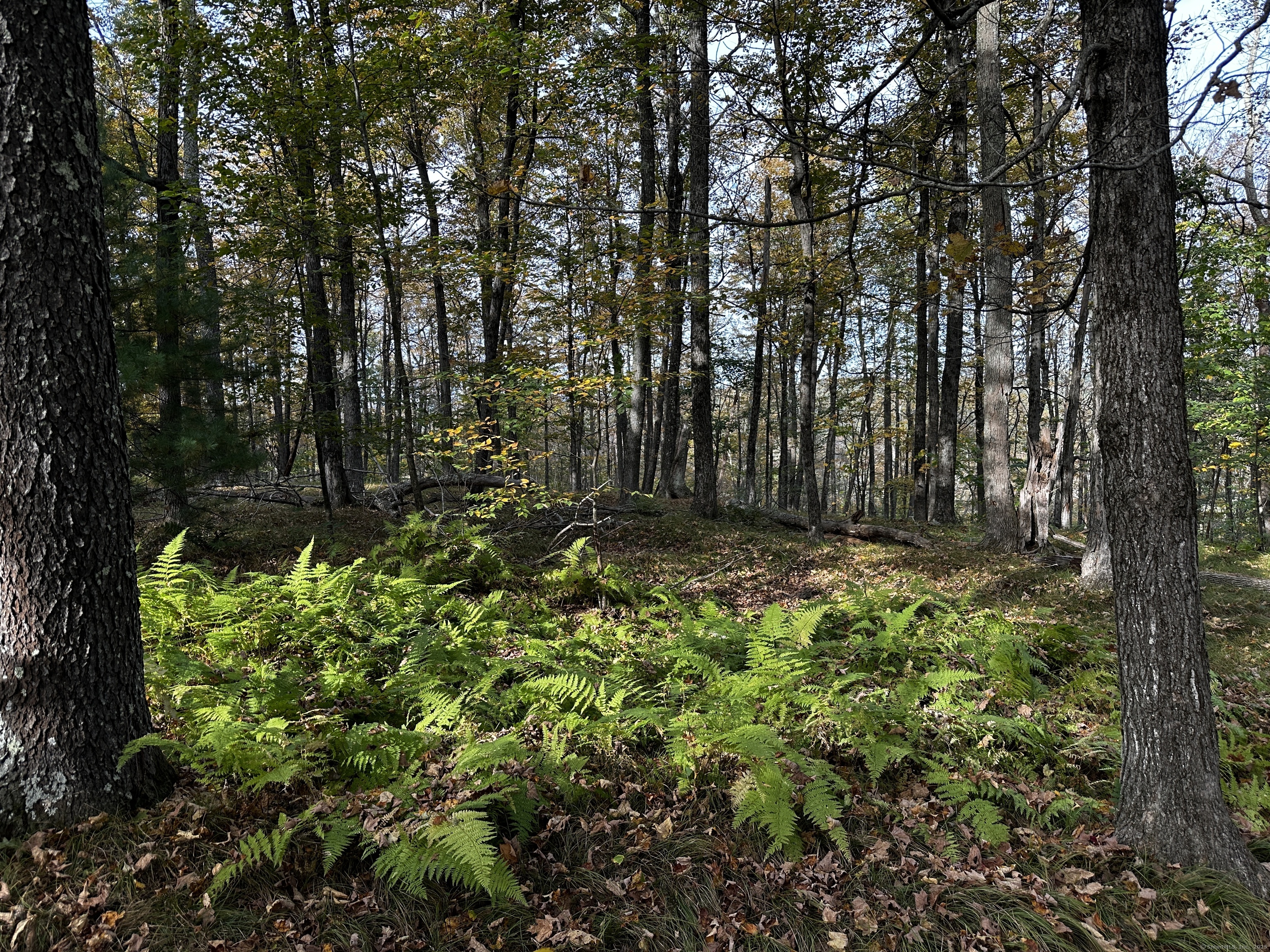 0 Norfolk Road Winsted, CT 06098 - Photo 14 of 21 a view of outdoor space with deck and tree