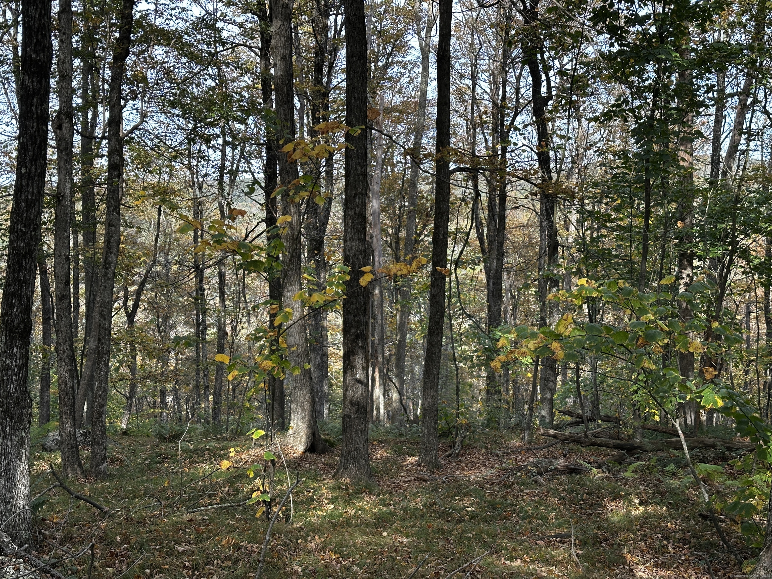 0 Norfolk Road Winsted, CT 06098 - Photo 16 of 21 a backyard of a house with lots of green space