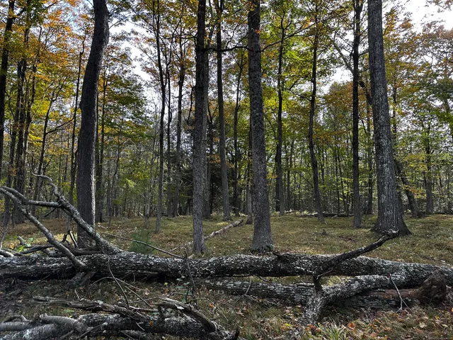 a backyard of a house with lots of trees