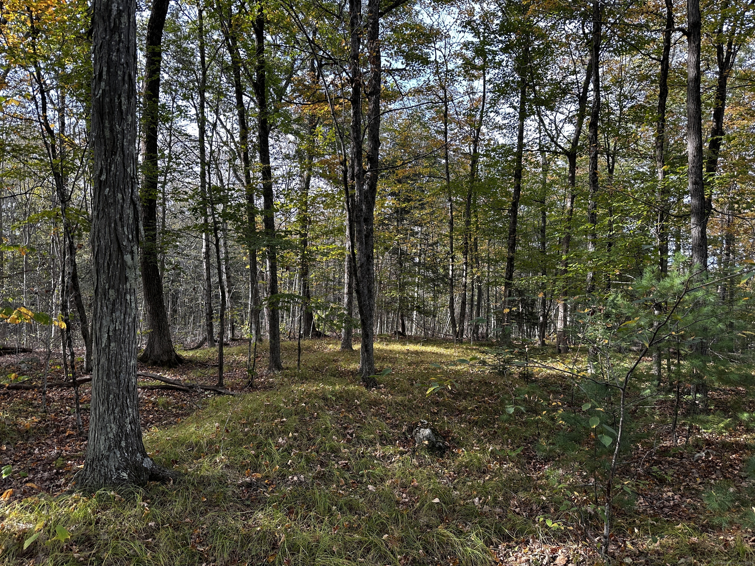 0 Norfolk Road Winsted, CT 06098 - Photo 19 of 21 a view of outdoor space with trees