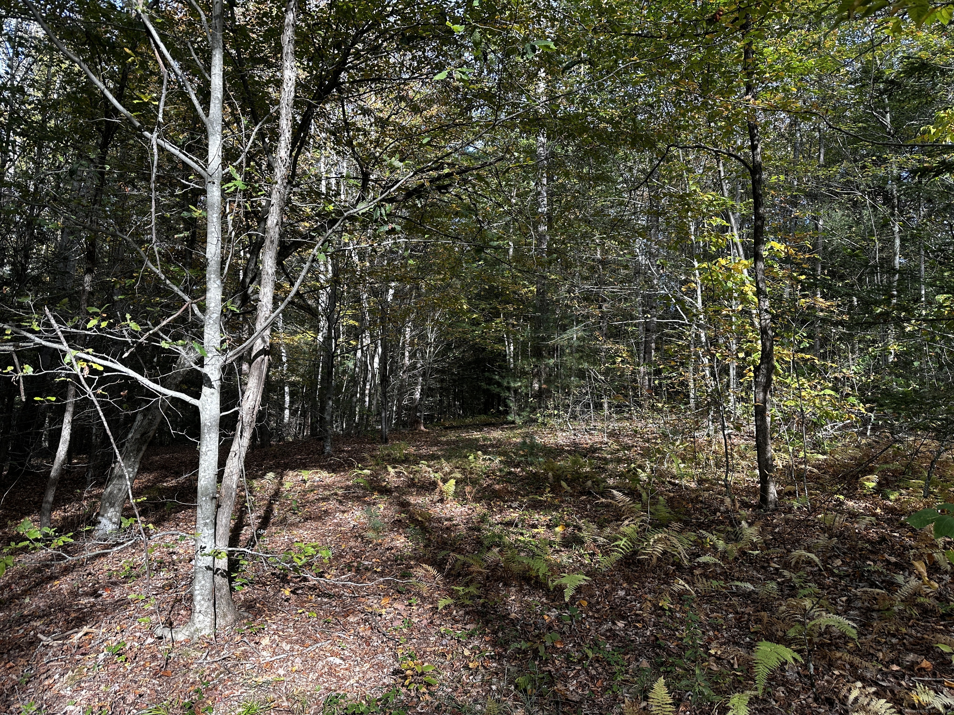 0 Norfolk Road Winsted, CT 06098 - Photo 7 of 21 a view of forest