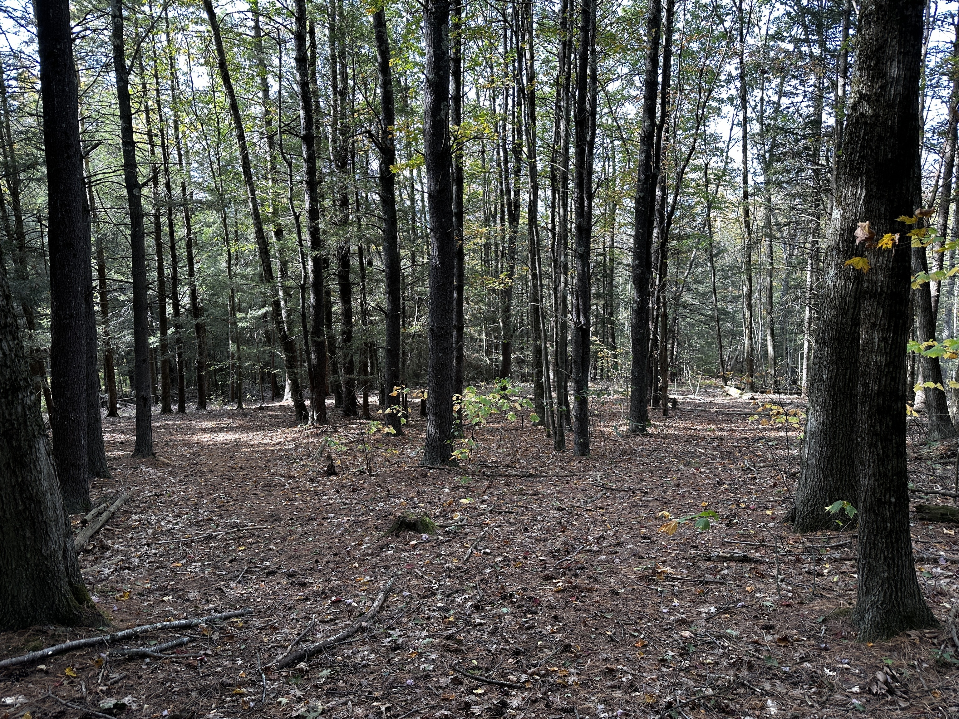 0 Norfolk Road Winsted, CT 06098 - Photo 8 of 21 a view of a forest filled with trees