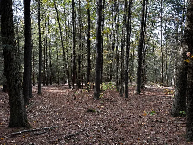 a view of outdoor space with lots of trees