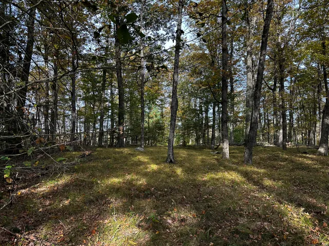 a view of a trees with a yard