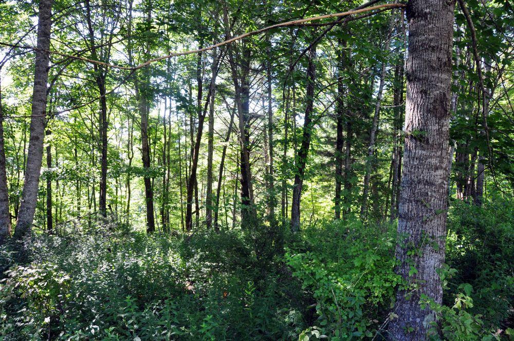 Cox Branch Road Meadow Bridge, WV 25976 - Photo 11 of 19 Gallery Image 11