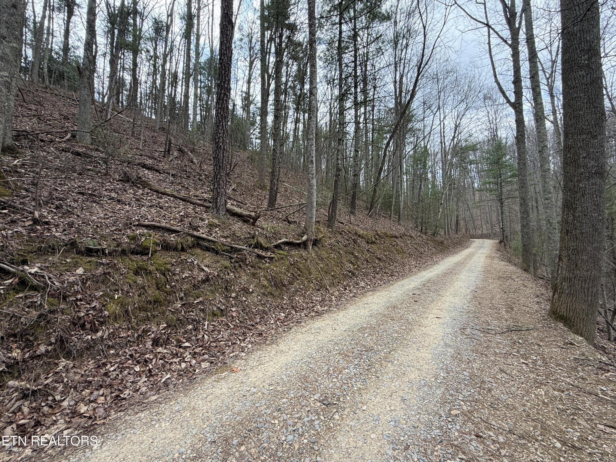 401 Reece Hollow Road Del Rio, TN 37727 - Photo 11 of 14 a view of a yard with trees