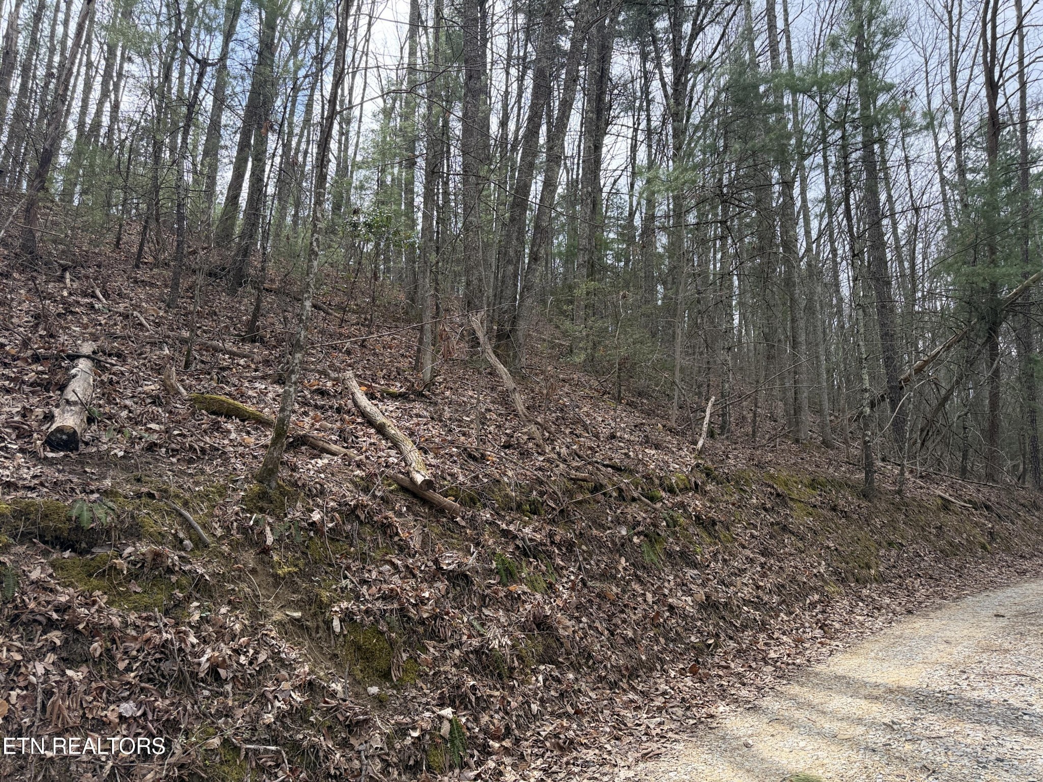 401 Reece Hollow Road Del Rio, TN 37727 - Photo 13 of 14 a view of a forest with trees in the background