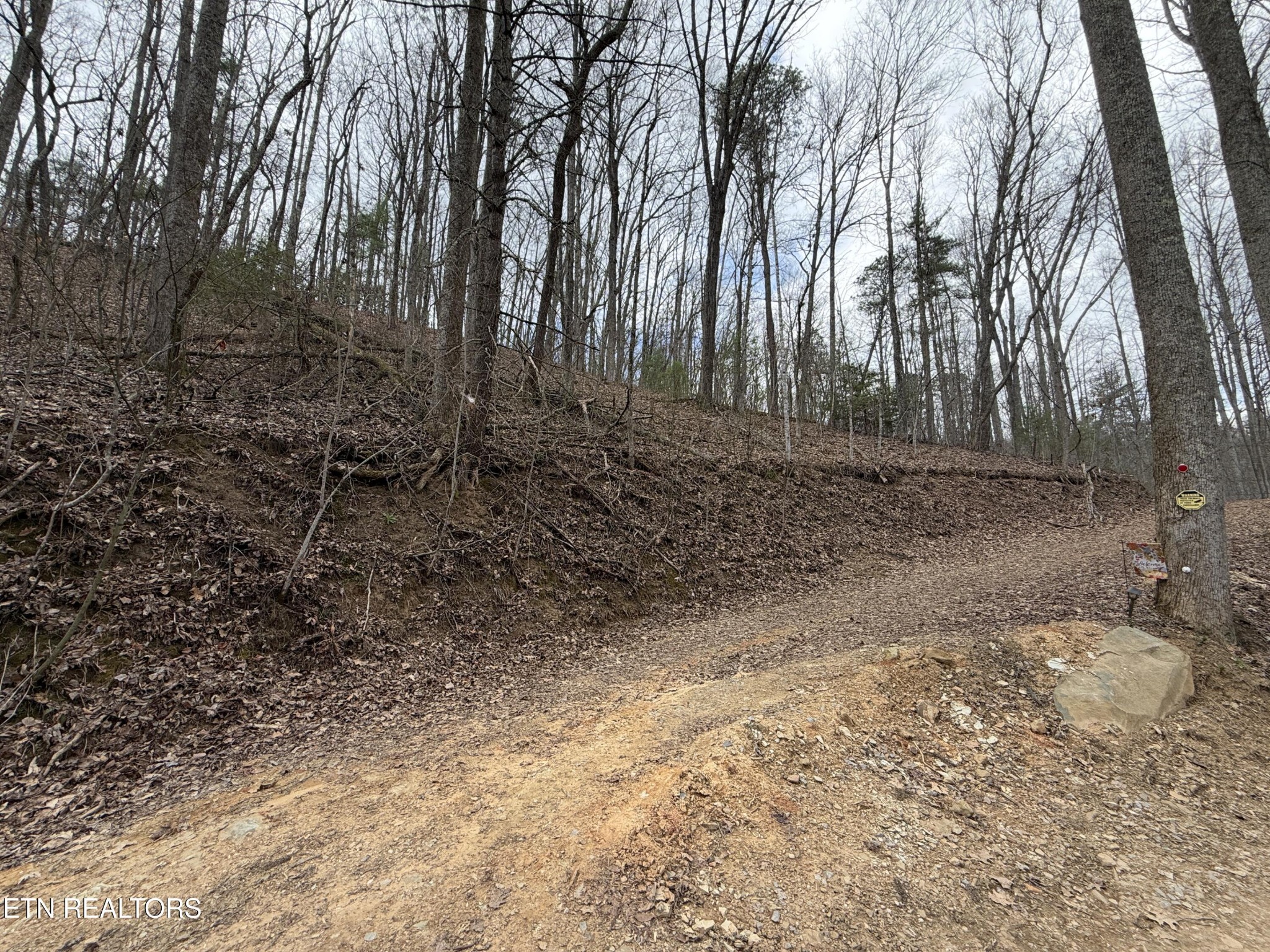 401 Reece Hollow Road Del Rio, TN 37727 - Photo 3 of 14 a backyard of a house with lots of green space