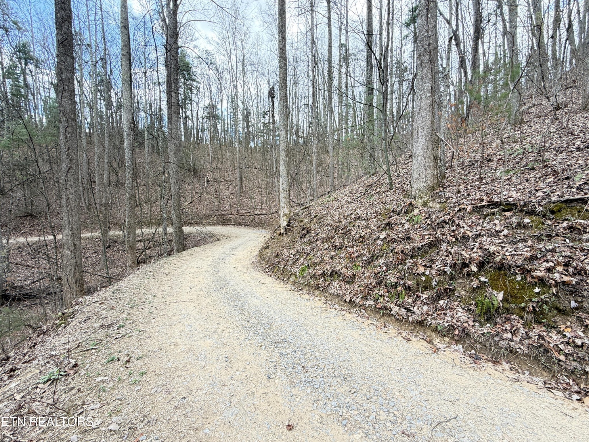 401 Reece Hollow Road Del Rio, TN 37727 - Photo 5 of 14 a view of a backyard of the house