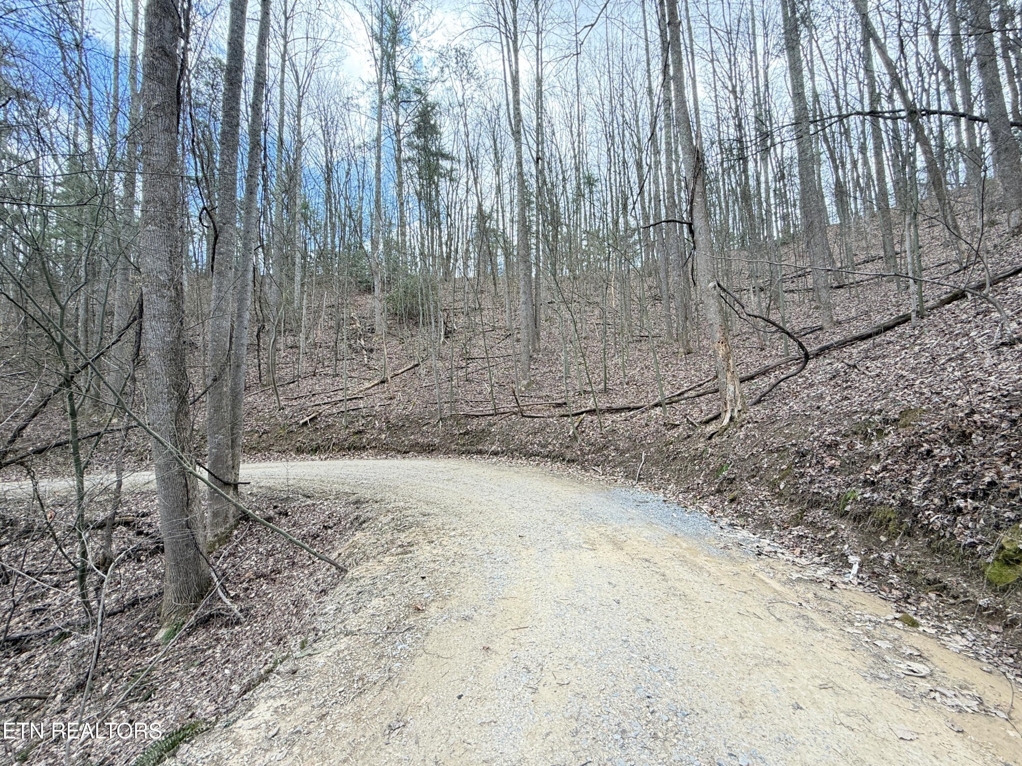 401 Reece Hollow Road Del Rio, TN 37727 - Photo 6 of 14 a view of a backyard with trees