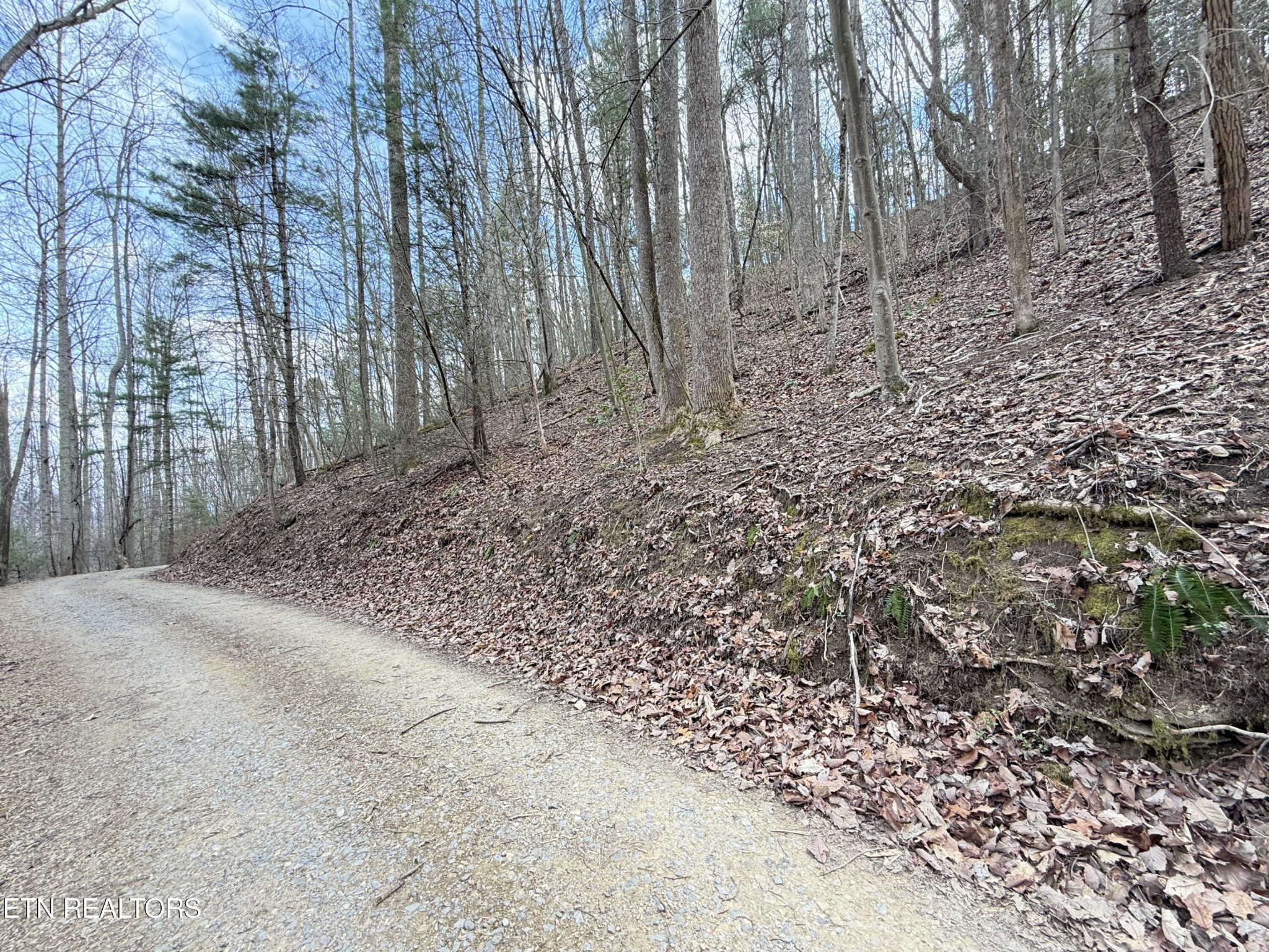 401 Reece Hollow Road Del Rio, TN 37727 - Photo 7 of 14 a view of a yard with trees in the background