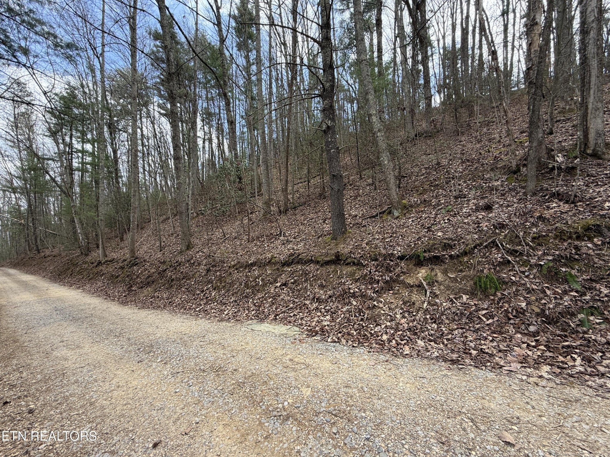401 Reece Hollow Road Del Rio, TN 37727 - Photo 8 of 14 a view of a yard with trees in the background