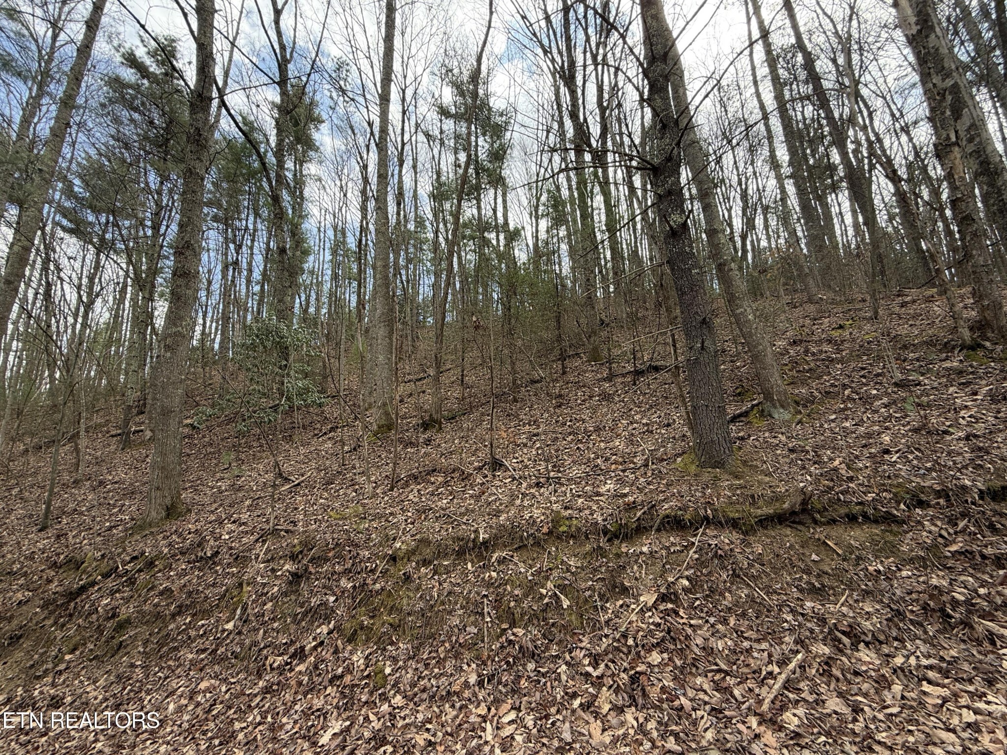 401 Reece Hollow Road Del Rio, TN 37727 - Photo 9 of 14 a view of a forest with trees in the background