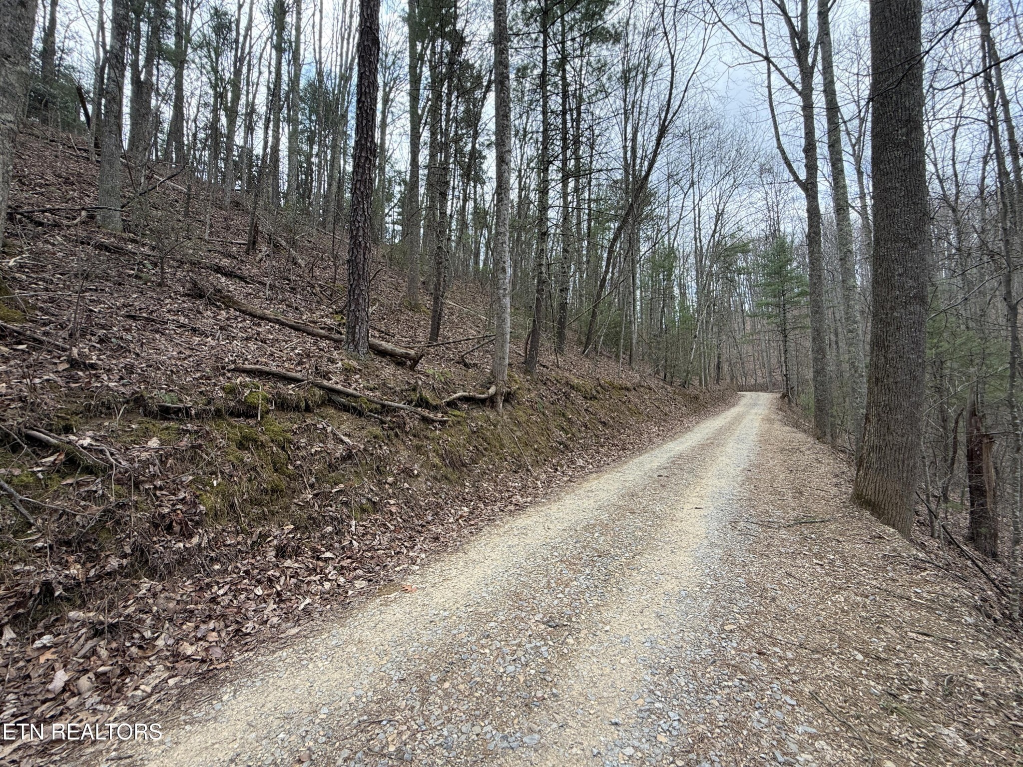 401 Reece Hollow Road Del Rio, TN 37727 - Photo 10 of 14 a view of a forest with trees