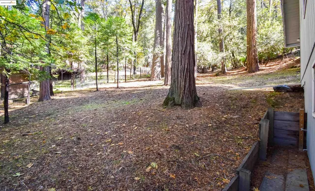 a view of a yard with plants and trees