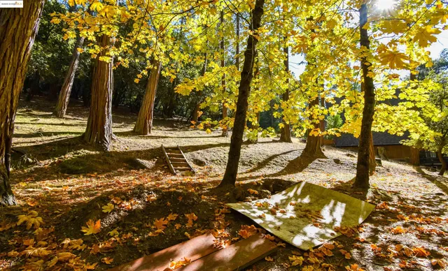 a view of a yard with plants and trees