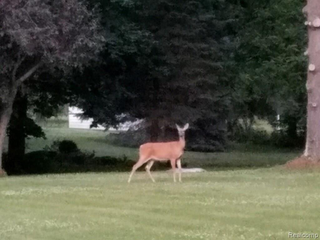 8075 Reese Road Clarkston, MI 48348 - Photo 44 of 50 Reesedeer1.jpg