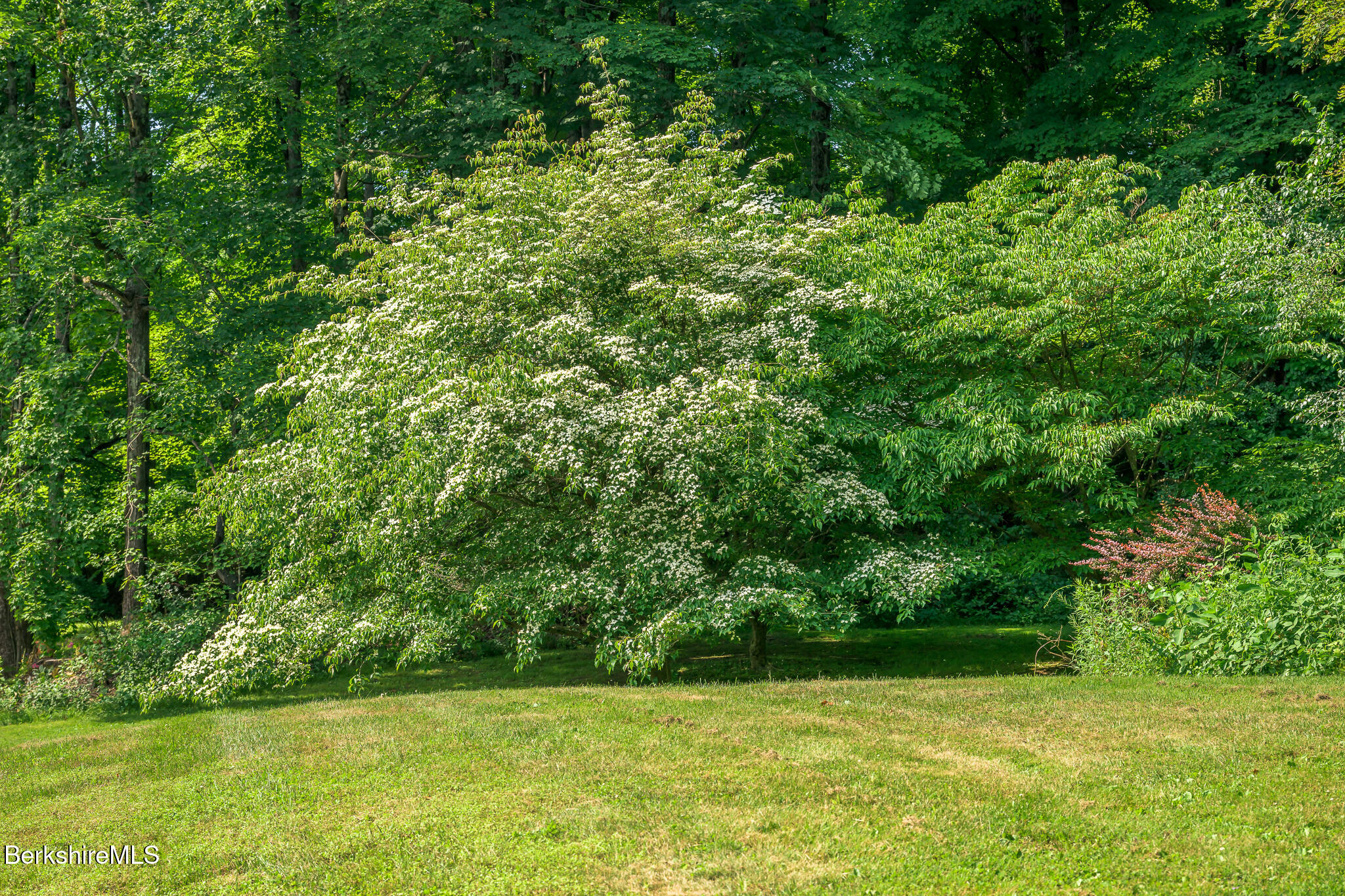 26 North Egremont Road Alford, MA 01230 - Photo 38 of 44 BEAUTIFUL PLANTINGS