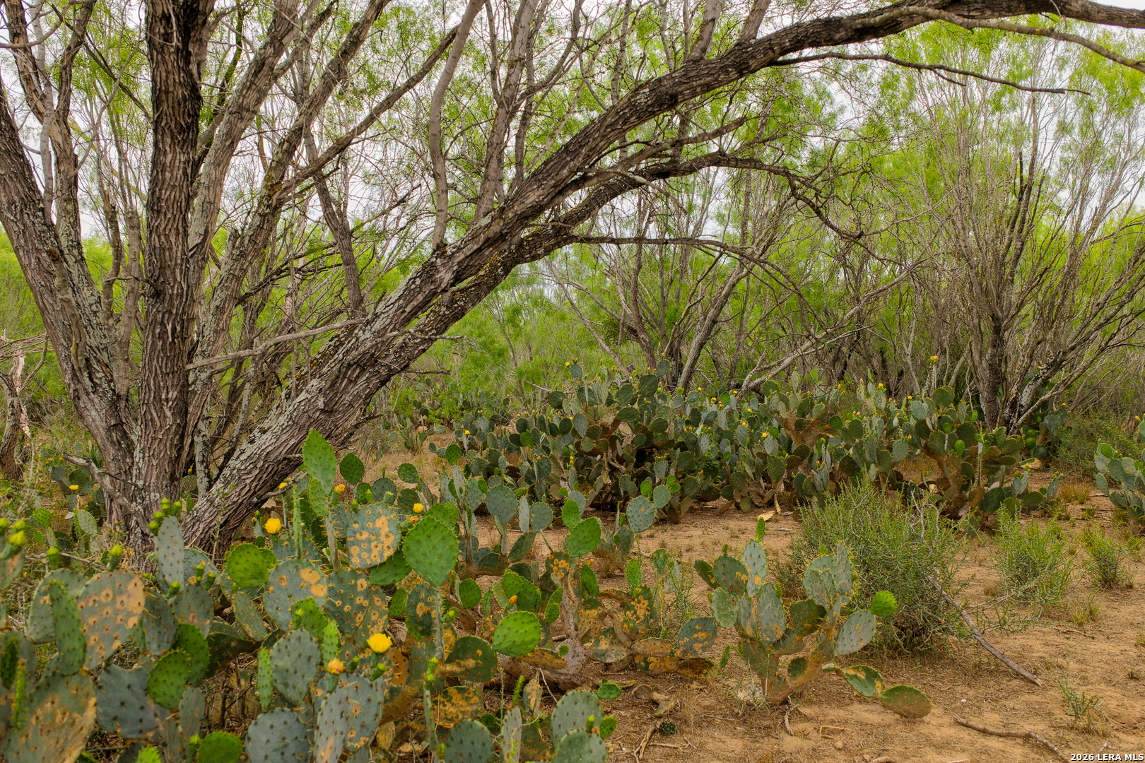 9 Fm 1581 Pearsall, TX 78061 - Photo 10 of 22 a view of a yard with a tree