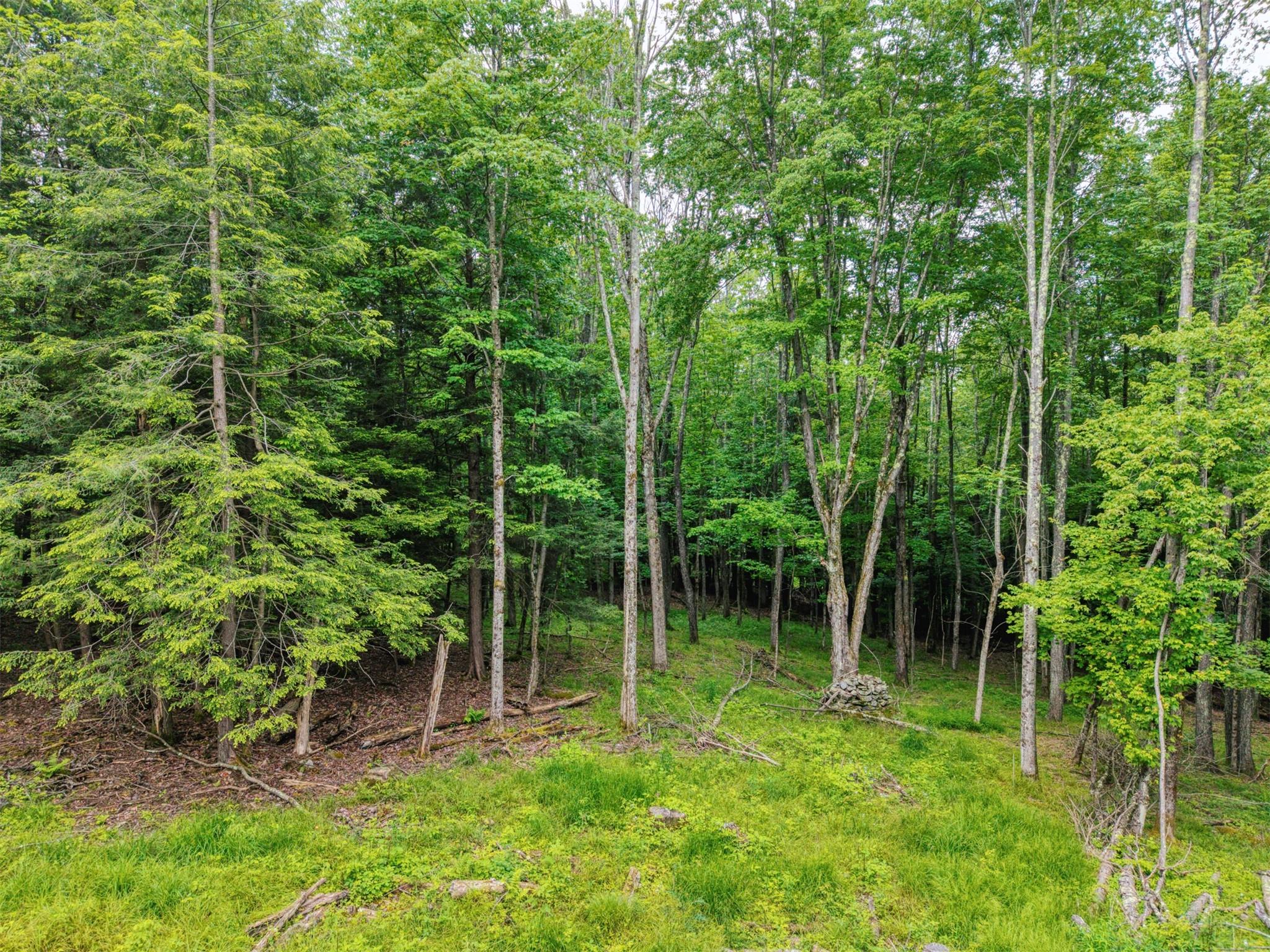 Tbd Boulder Brook Road Windham, NY 12496 - Photo 7 of 44 View of local wilderness