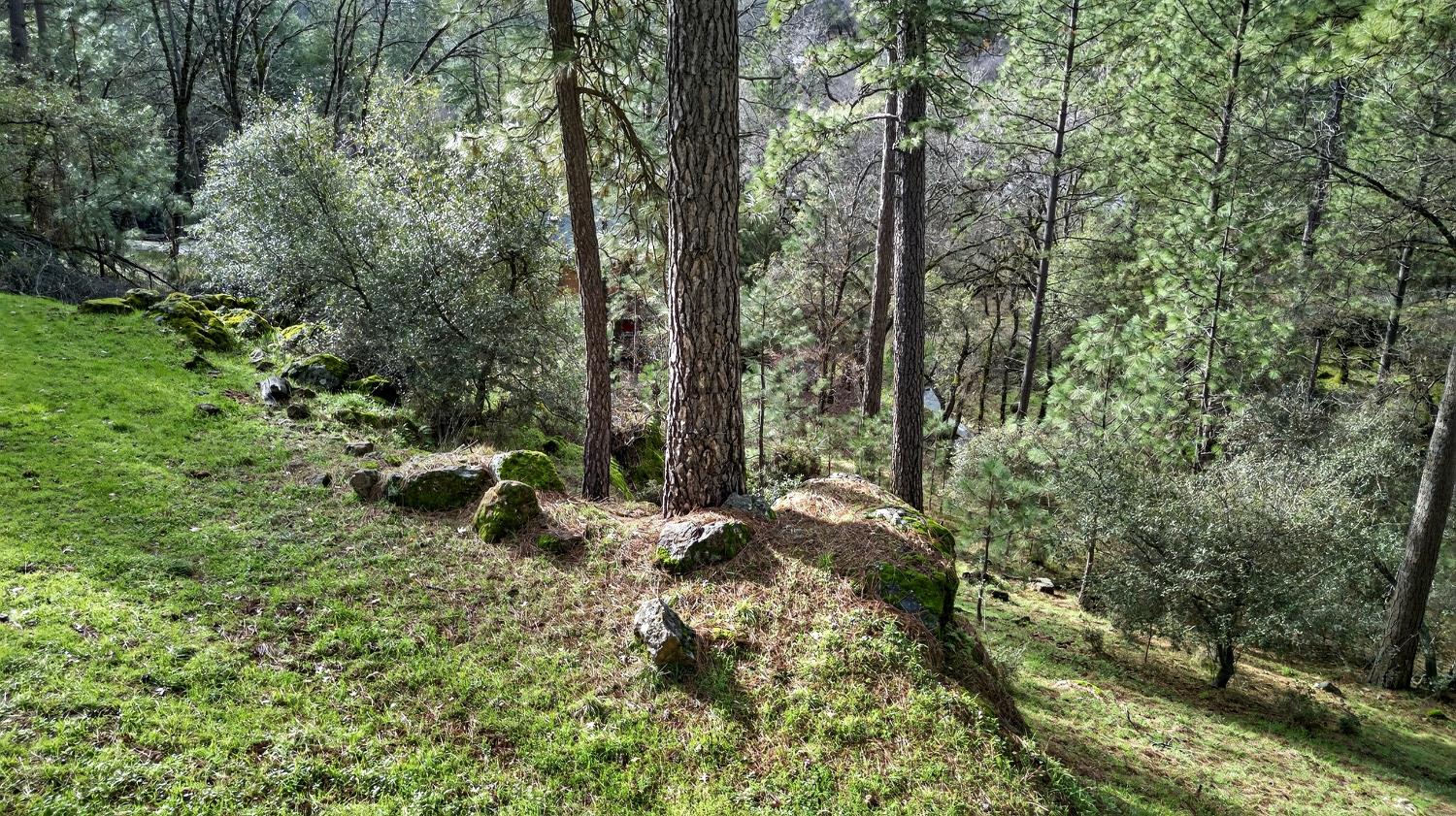 16947 Patricia Way Grass Valley, CA 95949 - Photo 44 of 50 a view of a forest with trees