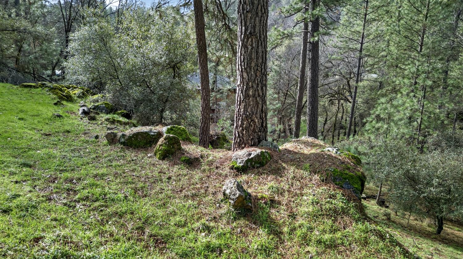 16947 Patricia Way Grass Valley, CA 95949 - Photo 45 of 50 a backyard of a house with lots of green space
