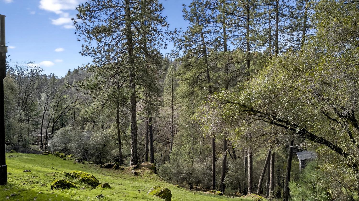 16947 Patricia Way Grass Valley, CA 95949 - Photo 46 of 50 a view of backyard with green space