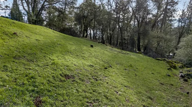 a view of a lush green space