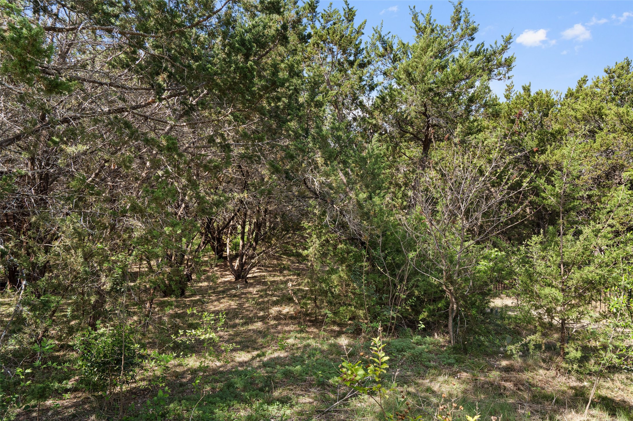 164 Milestone Road Liberty Hill, TX 78642 - Photo 34 of 40 Beautiful trees add privacy and a genuine nature feel to the backyard.